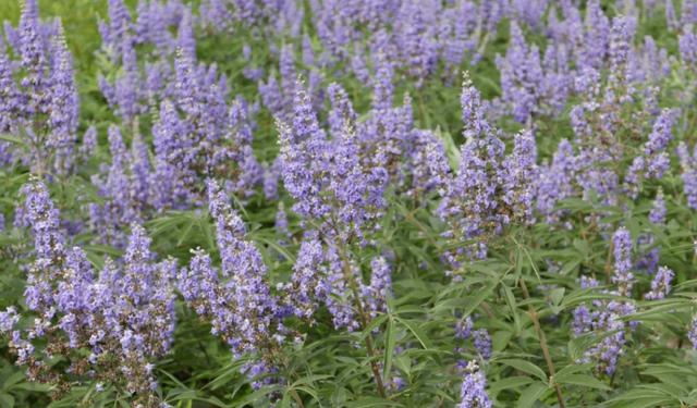 荊條的主要價值以及種植管理技術介紹