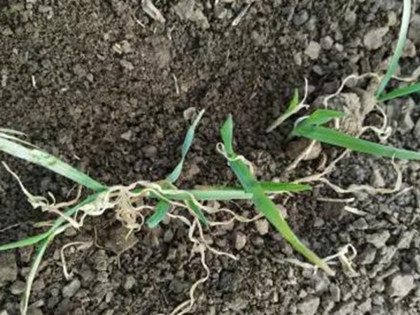 春播燕麥預防麥苗期凍害及凍害后如何補救措施