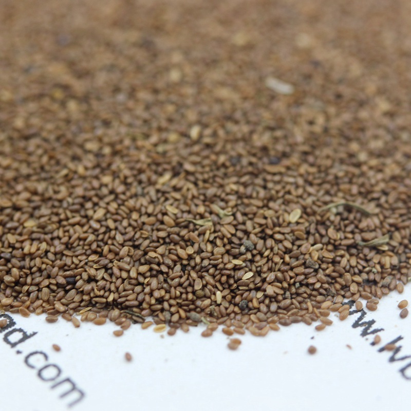 風(fēng)鈴花 風(fēng)鈴花