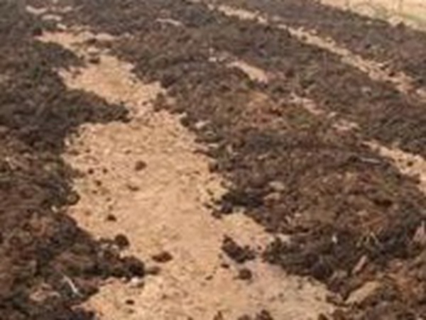 種植墨西哥玉米有這幾個要點，掌握好這幾個要點獲得高產(chǎn)量