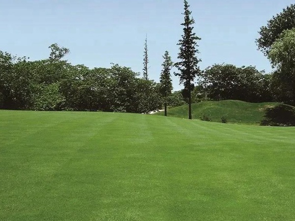 草坪養(yǎng)護(hù) | 夏季管理管理技術(shù)要點(diǎn)與栽培方法 草坪養(yǎng)護(hù) | 夏季管理管理技術(shù)要點(diǎn)與栽培方法