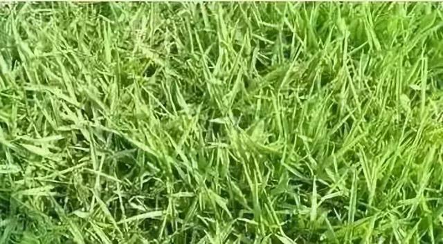 花園草坪的種植方法與養(yǎng)護管理經(jīng)驗