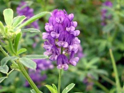 紫花苜蓿草如何種植，紫花苜蓿種植需要幾個步驟？