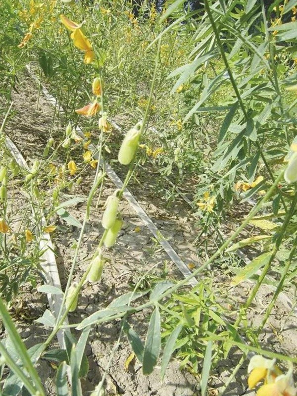 豬屎豆栽培技術(shù)與管理應(yīng)用方法 豬屎豆栽培技術(shù)與管理應(yīng)用方法