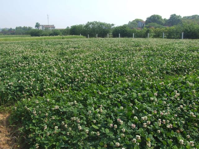 白三葉魅力為啥如此的大，觀賞性大，居然那么多的人都去種植