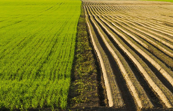 大麥——喂養(yǎng)信鴿的一種非常好的飼料