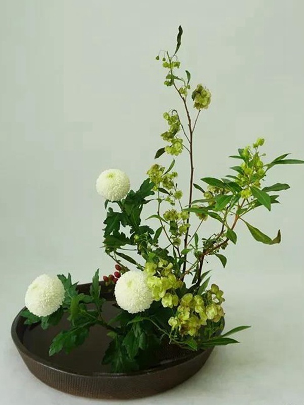 車桑子基本詳情介紹以及一車桑子的插花作品