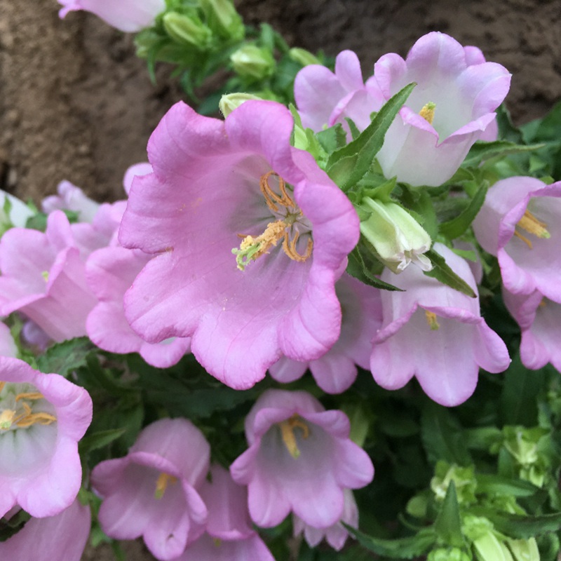 風(fēng)鈴花 風(fēng)鈴花