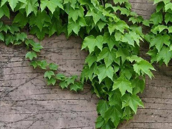 爬山虎如何種，爬山虎種植方法有哪些？