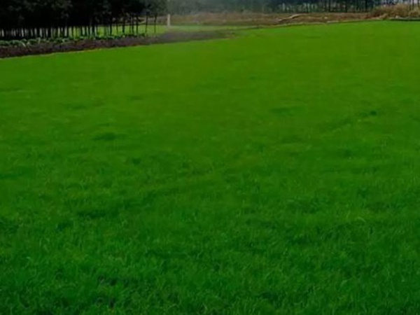 十種優質牧草及其栽培技術與方法 十種優質牧草及其栽培技術與方法