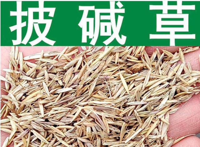 想要披堿草種子的發(fā)芽率高,有什么好的方法? 想要披堿草種子的發(fā)芽率高,有什么好的方法?