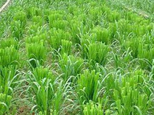 牧草要怎么種植比較好，有什么好的方法？