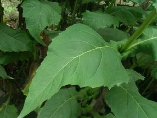 串葉松香草的營養價值以及栽培技術介紹