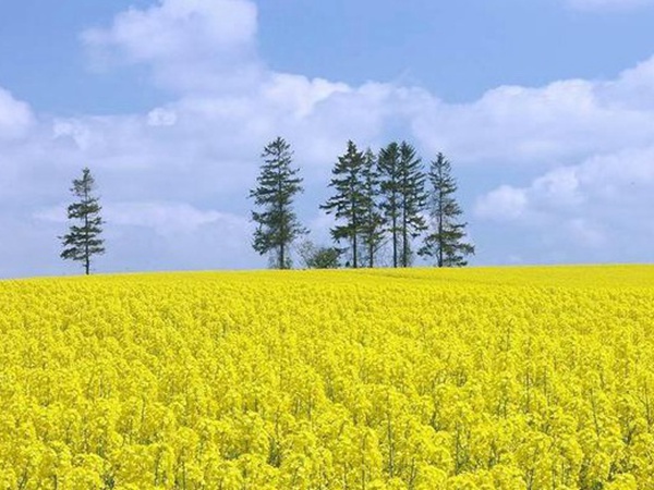 油菜種子品種繁多，去哪可以買到質量好的種子？