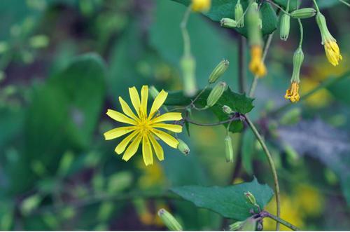 飼料牧草，苦荬菜的詳情介紹