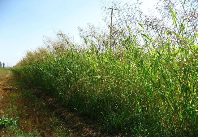 優(yōu)質的牧草——蘇丹草，怎么種植可以高產
