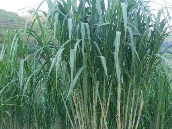 象草是一種高價值的飼料，種植栽培方法是什么