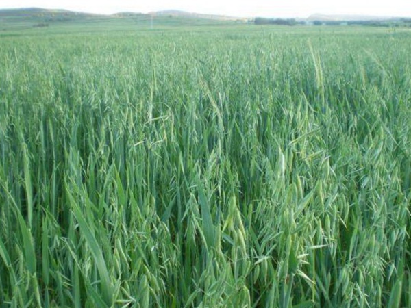 燕麥種植的生長環境是怎樣的？有什么需要注意的？