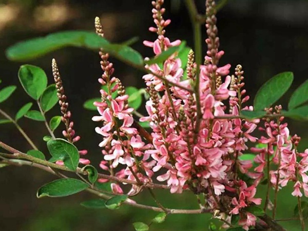 多花木蘭--常用護坡灌木種子栽培技術 多花木蘭--常用護坡灌木種子栽培技術