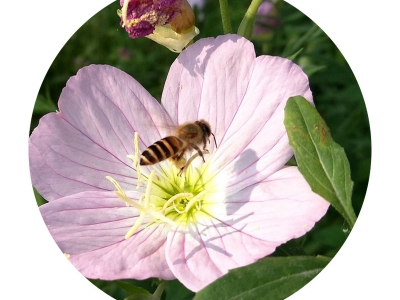 美麗月莧草種子