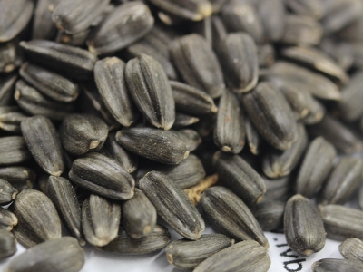 迷你向日葵種子