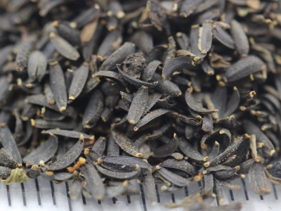 [蛇目菊]蛇目菊種子價格_圖片_播種方法