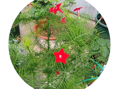 [蔦蘿]蔦蘿種子價格_圖片_播種方法