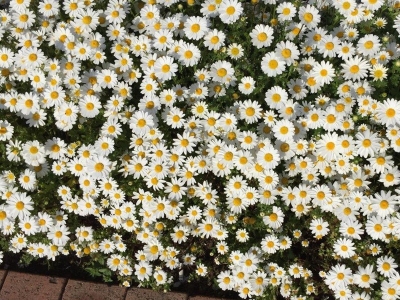 [進口小雛菊]進口小雛菊種子價格_圖片_播種方法