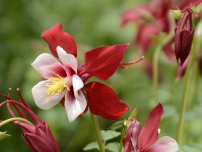 小花耬斗菜種子