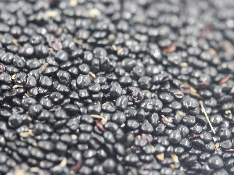 藥用雞冠花 藥用雞冠花