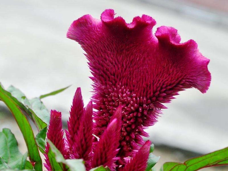 藥用雞冠花 藥用雞冠花