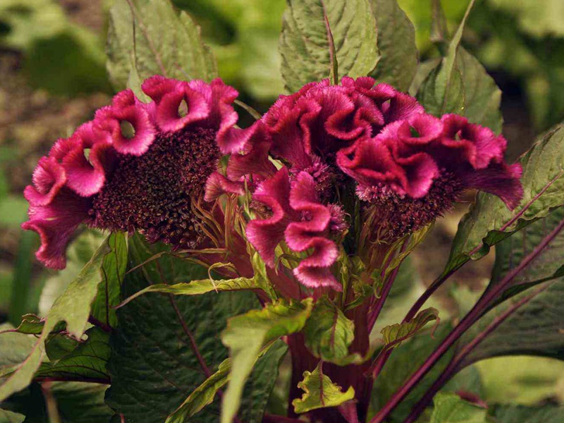 藥用雞冠花 藥用雞冠花