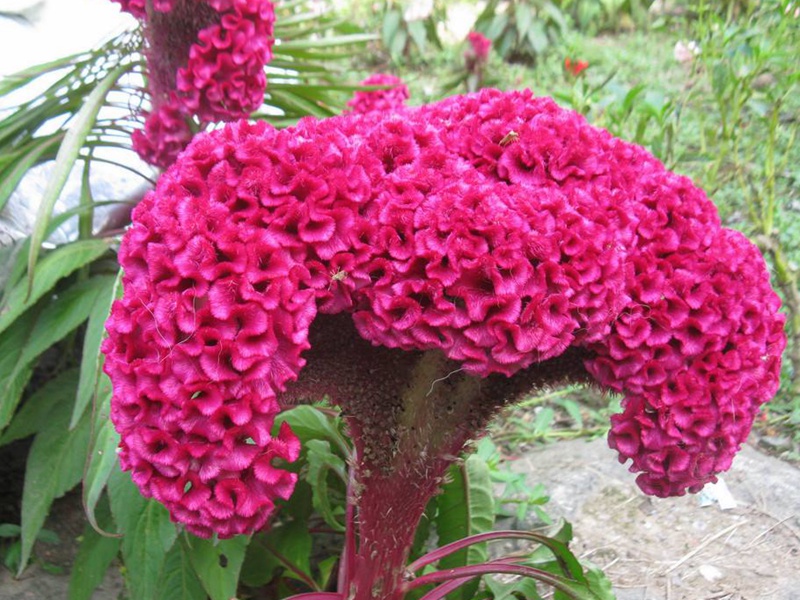 藥用雞冠花 藥用雞冠花