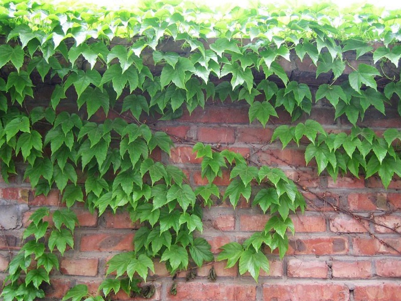 爬山虎 爬山虎