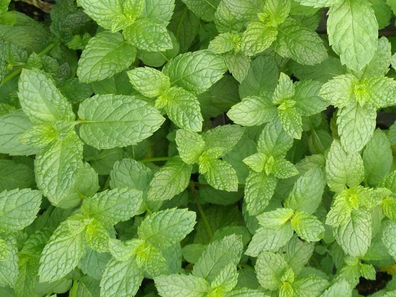 留蘭香薄荷 留蘭香薄荷