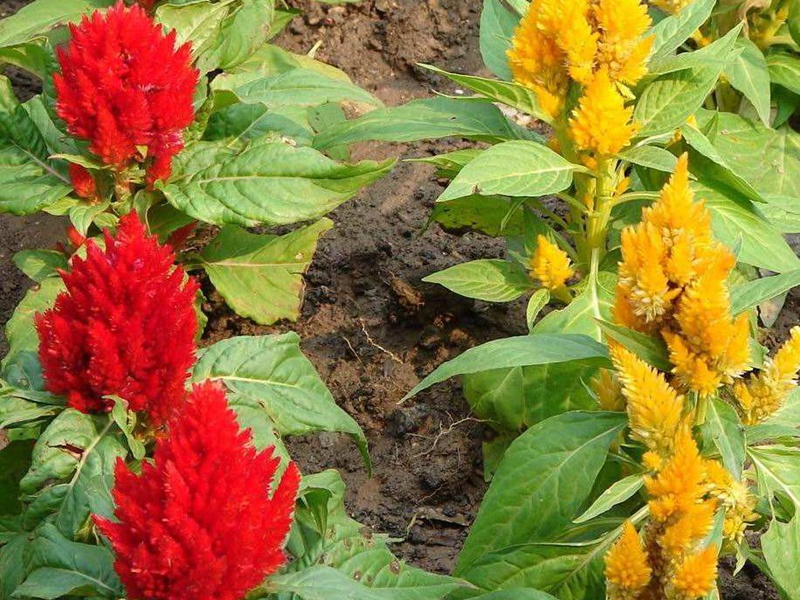 火焰雞冠花 火焰雞冠花