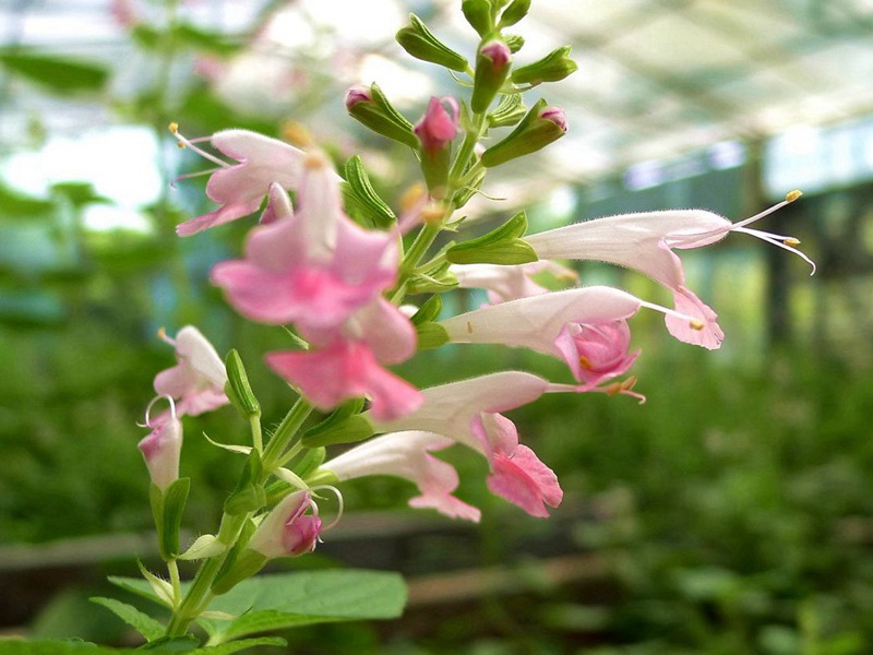 粉萼鼠尾草 粉萼鼠尾草