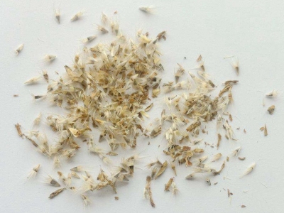 [天人菊]天人菊種子價格_圖片_播種方法