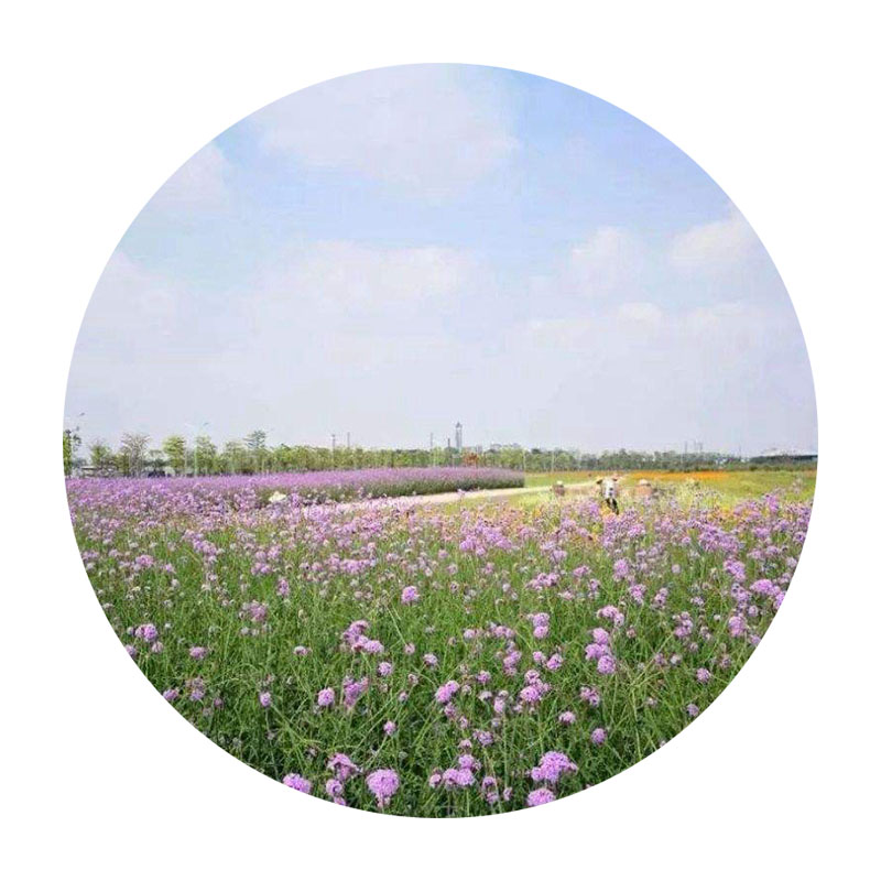 柳葉馬鞭草 柳葉馬鞭草