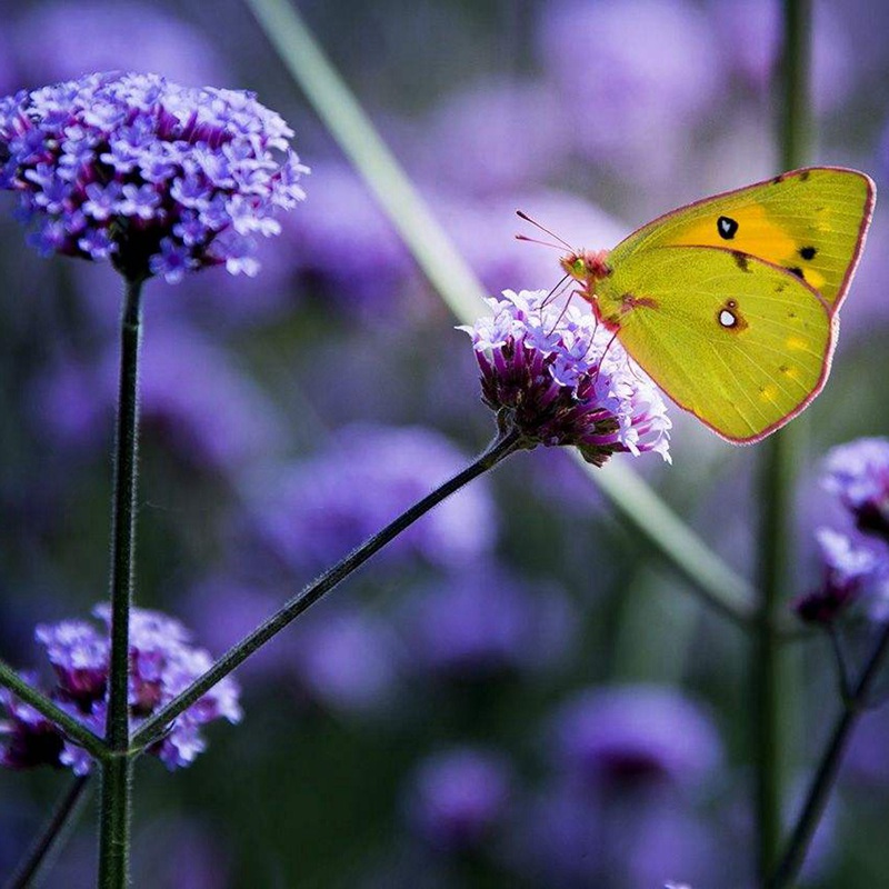 柳葉馬鞭草 柳葉馬鞭草
