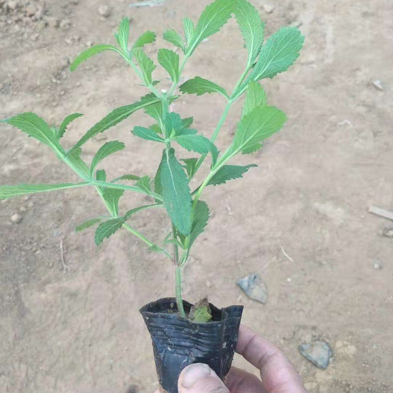 柳葉馬鞭草 柳葉馬鞭草