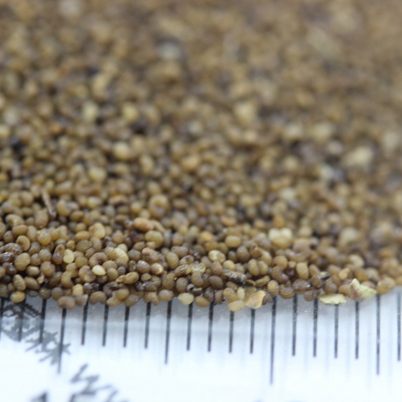 虞美人混色 虞美人混色