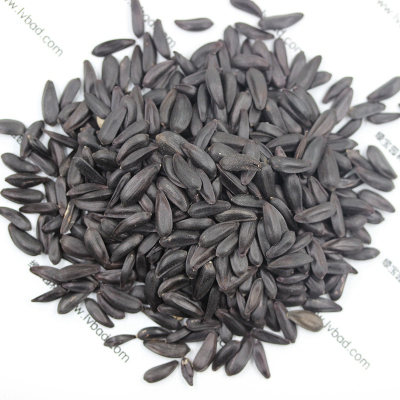 多頭向日葵種子 多頭向日葵種子