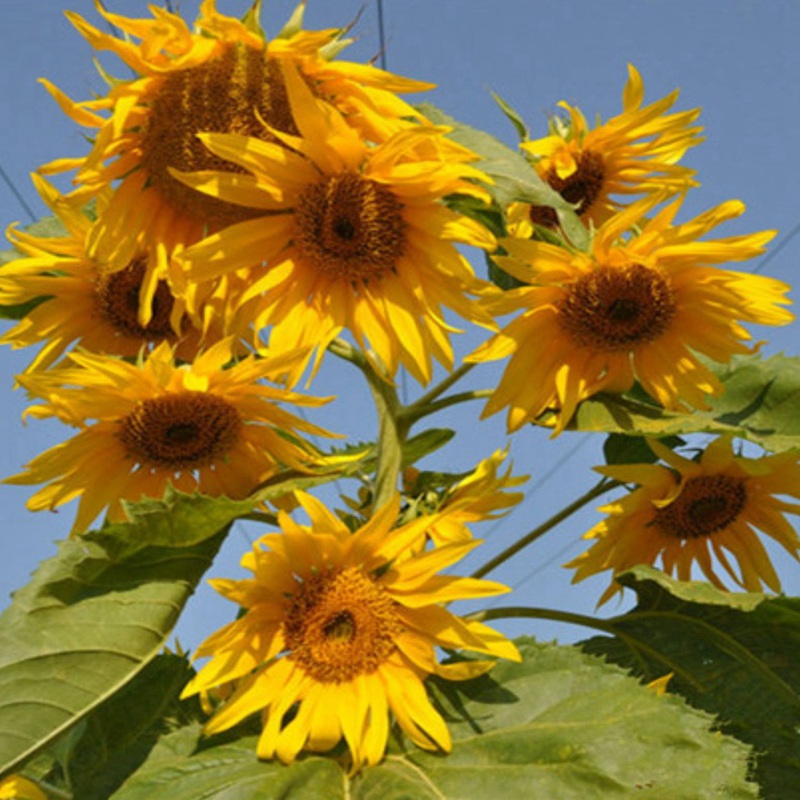 多頭向日葵 多頭向日葵
