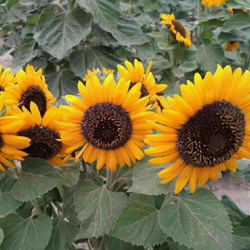 多頭向日葵 多頭向日葵