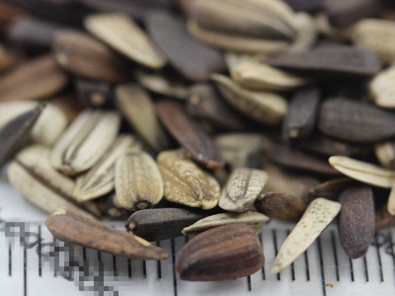 紫色向日葵 紫色向日葵