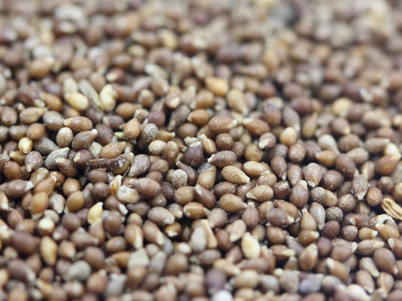 紫花地丁 紫花地丁