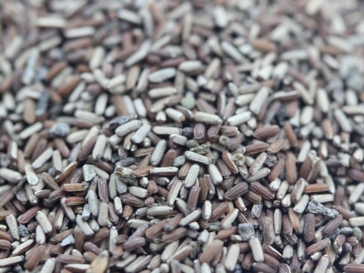 [柳葉馬鞭草]柳葉馬鞭草種子價格_圖片_播種方法