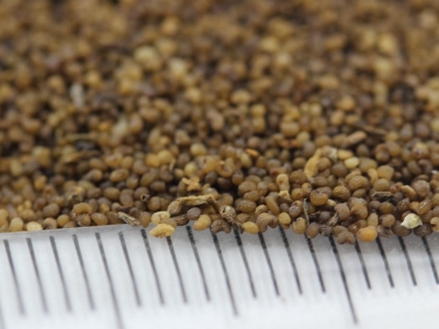 虞美人混色種子