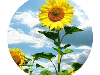 [牙簽向日葵]牙簽向日葵種子價格_圖片_播種方法